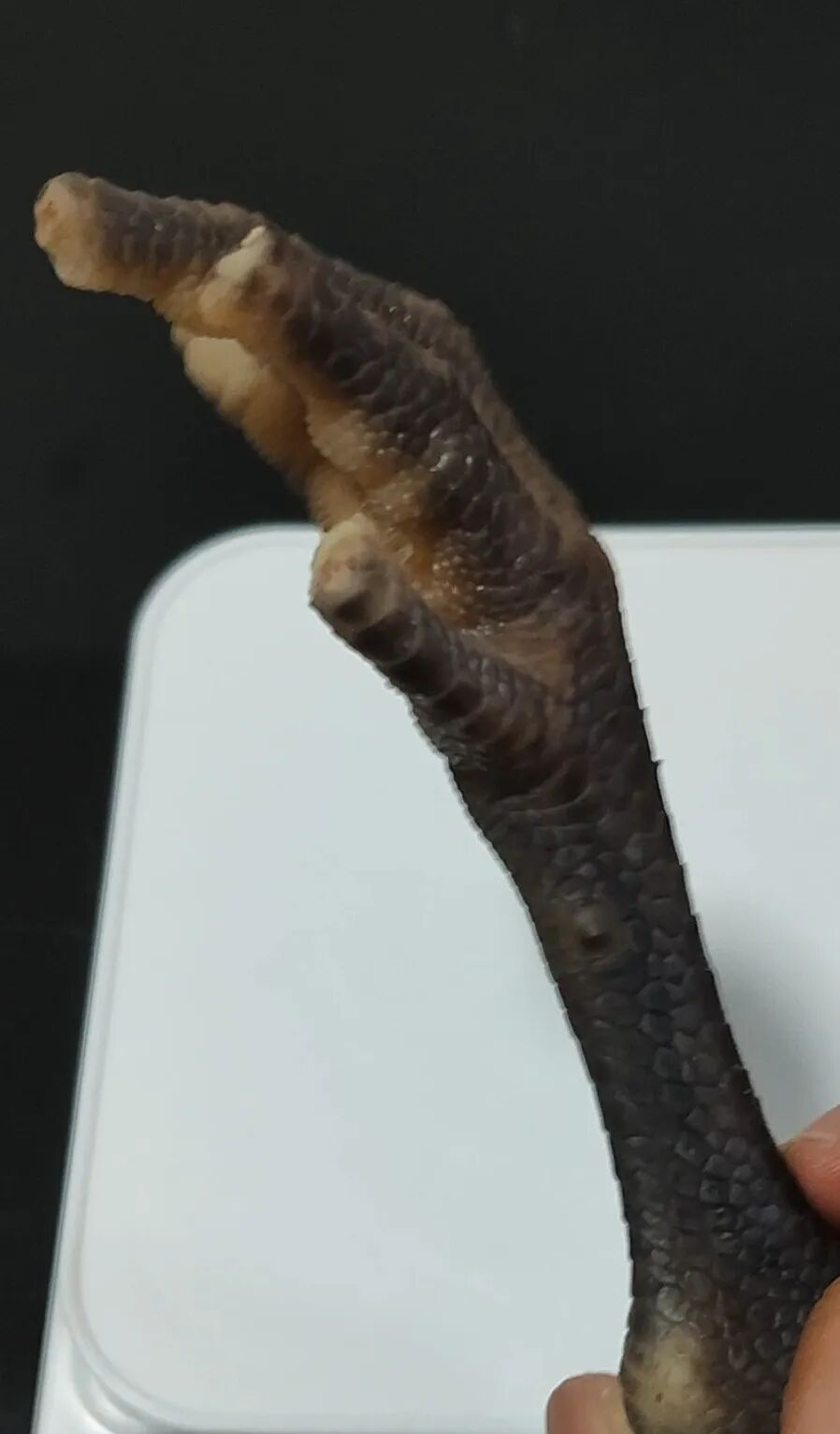 賭波：“3·15”晚會曝光雙氧水雞爪，從“黑瘦小”到“白又胖”，重量增加超15%